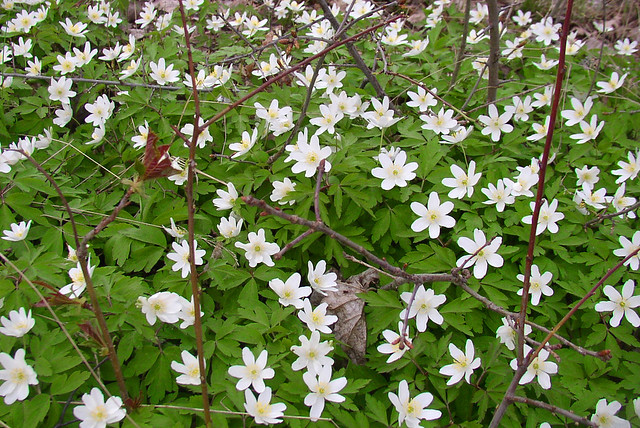 wild flowers from may  ~ Anemone nemorosa