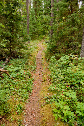 trees ontario canada green nature forest outdoors woods trail forestfloor northernontario whitelake whitelakeprovincialpark clearwatertrail