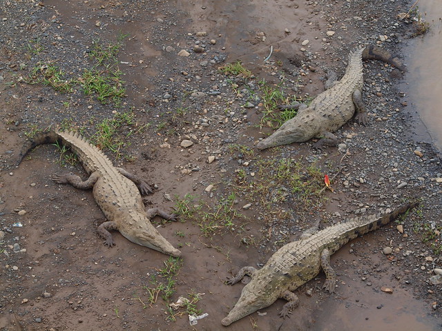 Crocodiles on Tarcoles River #1