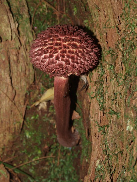 Boletellus sp. Fungi 6a