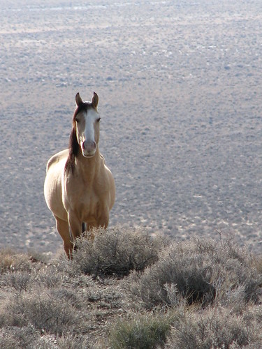 wild horses -nevada | by thewildself