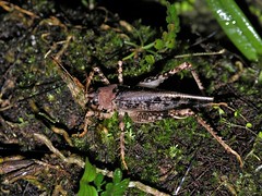 Grasshopper - Saltamonte nocturno; Parque Palo Seco, Comarca Ngöbe Buglé, Panamá