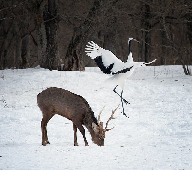 Red-crowned crane and Sika deer