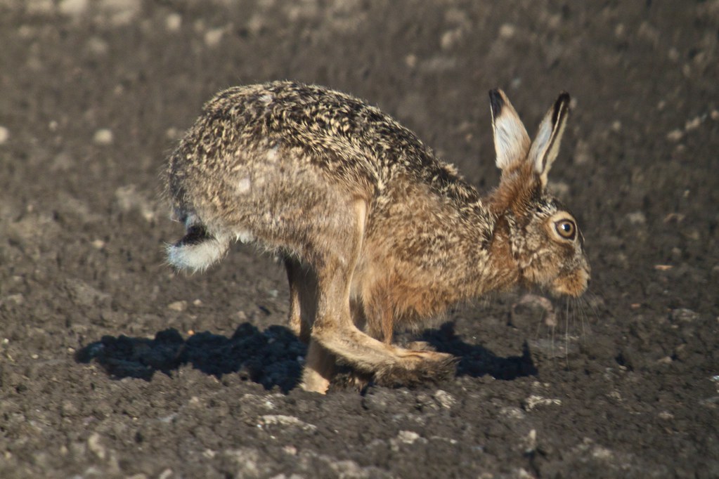 Run Rabbit Moll run rabit, run! | Frans Schouwenburg | Flickr