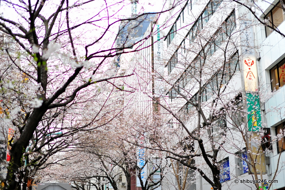 The Sakura are not quite fully out yet, but it wont be long now.