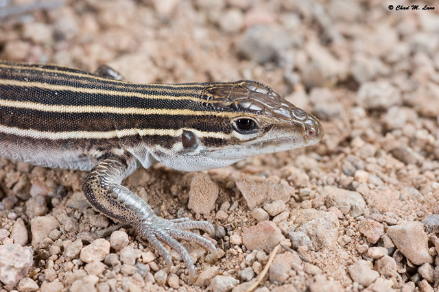 Desert Grassland Whiptail Lizard.