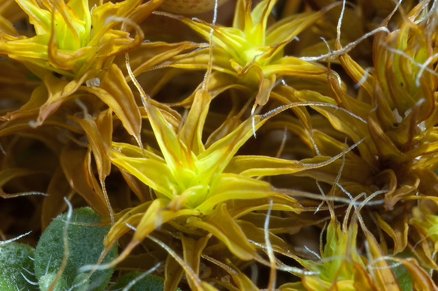Syntrichia ruralis ssp. ruraliformis (Pottiaceae)