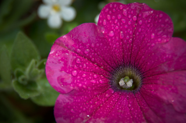 Dew on Flower - Macro