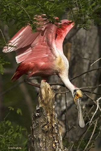 Peek-A-Boo! by Larry Daugherty