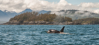 Orca, Haida Gwaii, British Columbia Canada | by dzroth