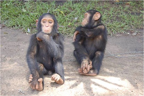 Chimpanzee in its natural habitat in the Central African Republic