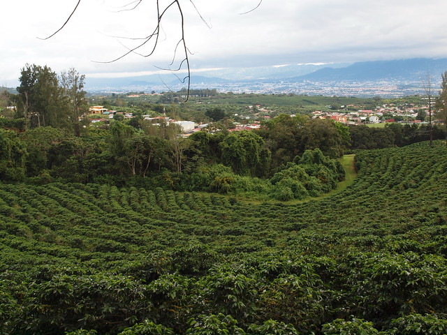 Coffee Plantation in Herdia, Costa Rica