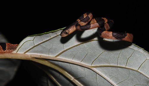 Blunt-headed tree snake by Andrew Snyder Photography
