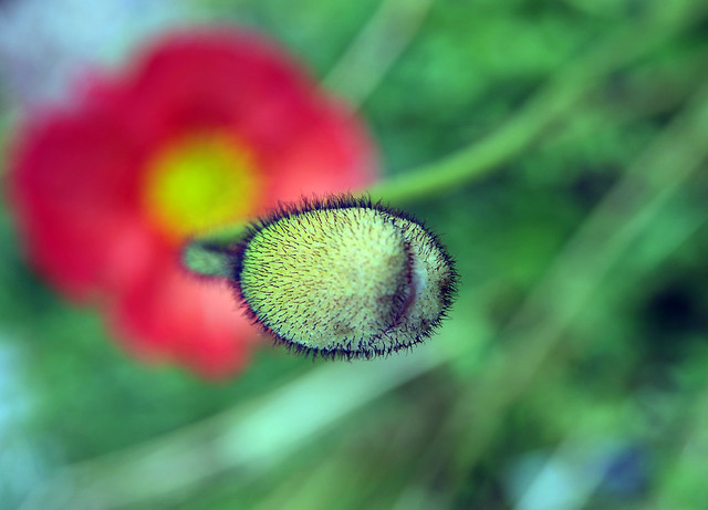 Hairy Flower Bud?