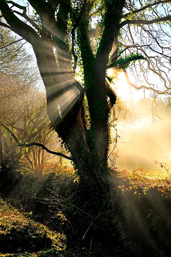 Morning Rays by Tony Armstrong-Sly