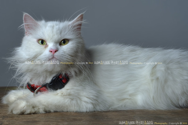 Sofi - Persian Cat