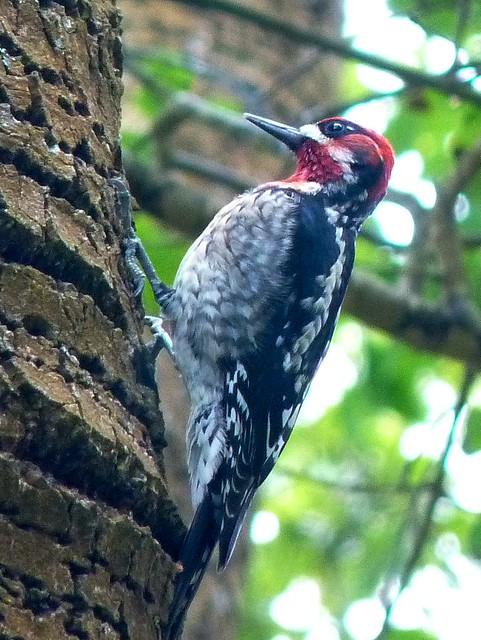 Red-breasted/Red-naped Sapsucker Hybrid