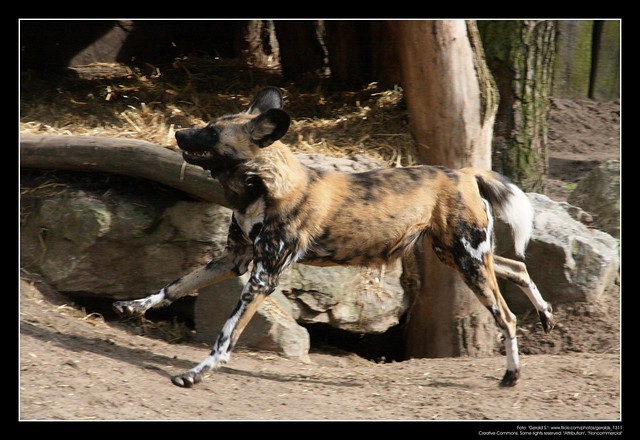African Wild Dogs / Afrikanische Wildhunde (05)