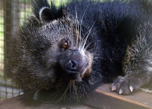 Pana'ewa Rainforest Zoo--Bearcat Sleepy 3 | Makuahine Pa'i Ki'i | Flickr