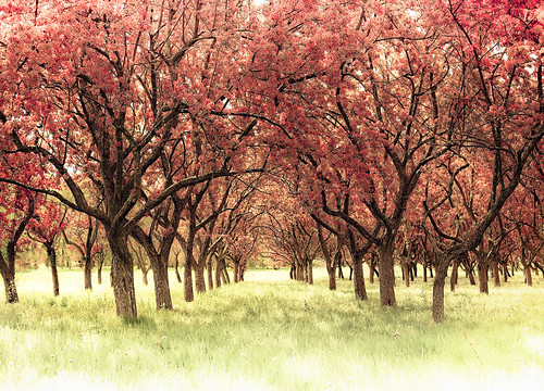 The Orchard by raceytay {I br♥ke for bokeh}