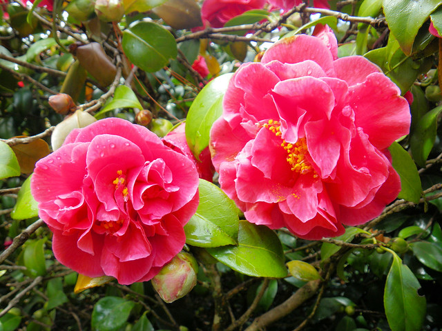 Two pink camellias in Leonardslee Gardens