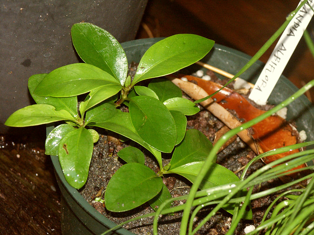 Portlandia platantha
