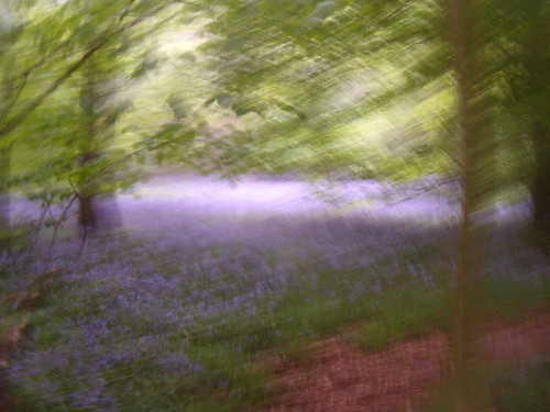 Bluebells Lambridge Woods. Henley Circular via Stonor