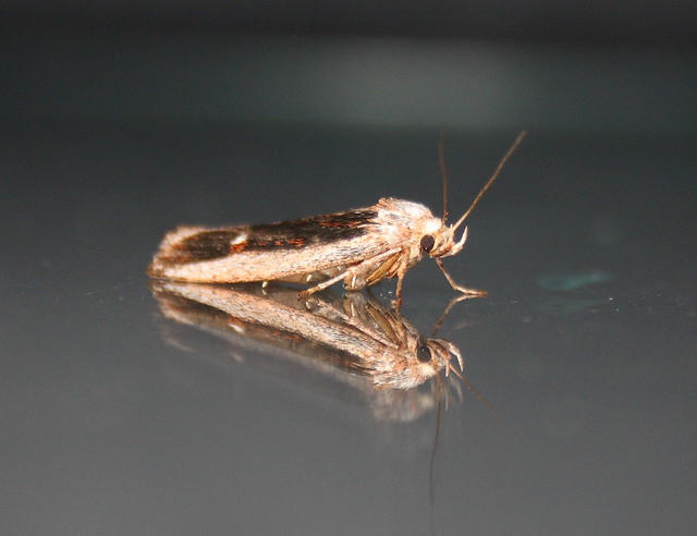lepidoptera IMG8332
