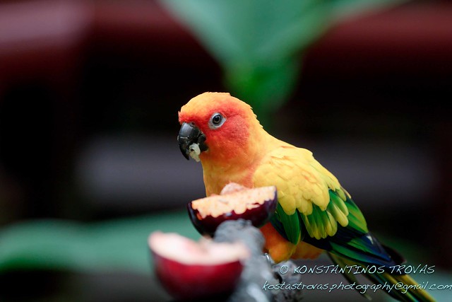 Parrot and food