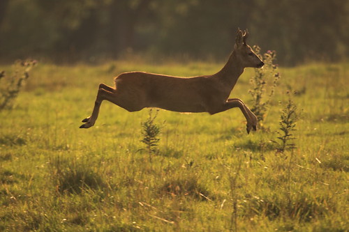 Leaping roe buck, England | by inyathi