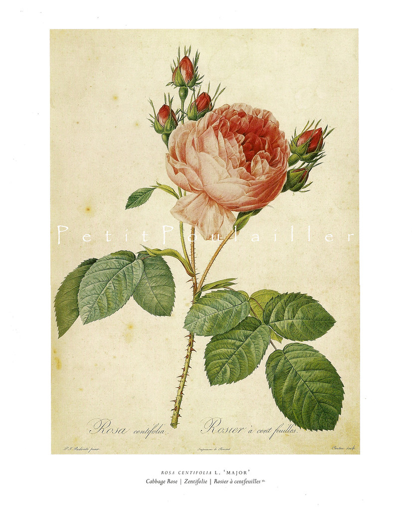 N dank livejournal. Плод у английской розы. История происхождения розы.