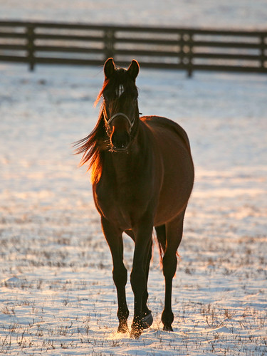 sunset horse bluegrass kentucky thoroughbred goldenhour springstation