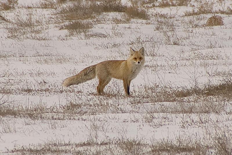 Corsac Fox / Vulpes Corsac by Far & Away (On assigment, mostly off)