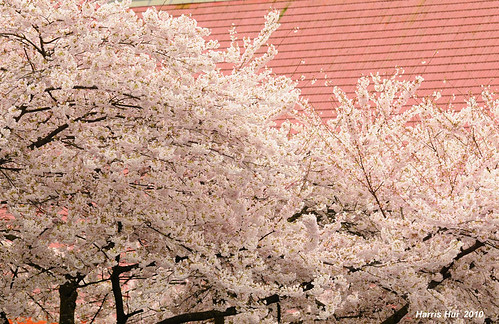 Cherry Blossoms in Minoru Park N1609e by Harris Hui (in search of light)