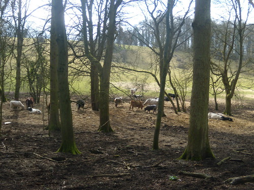 Cows in the wood Henley to Pangbourne
