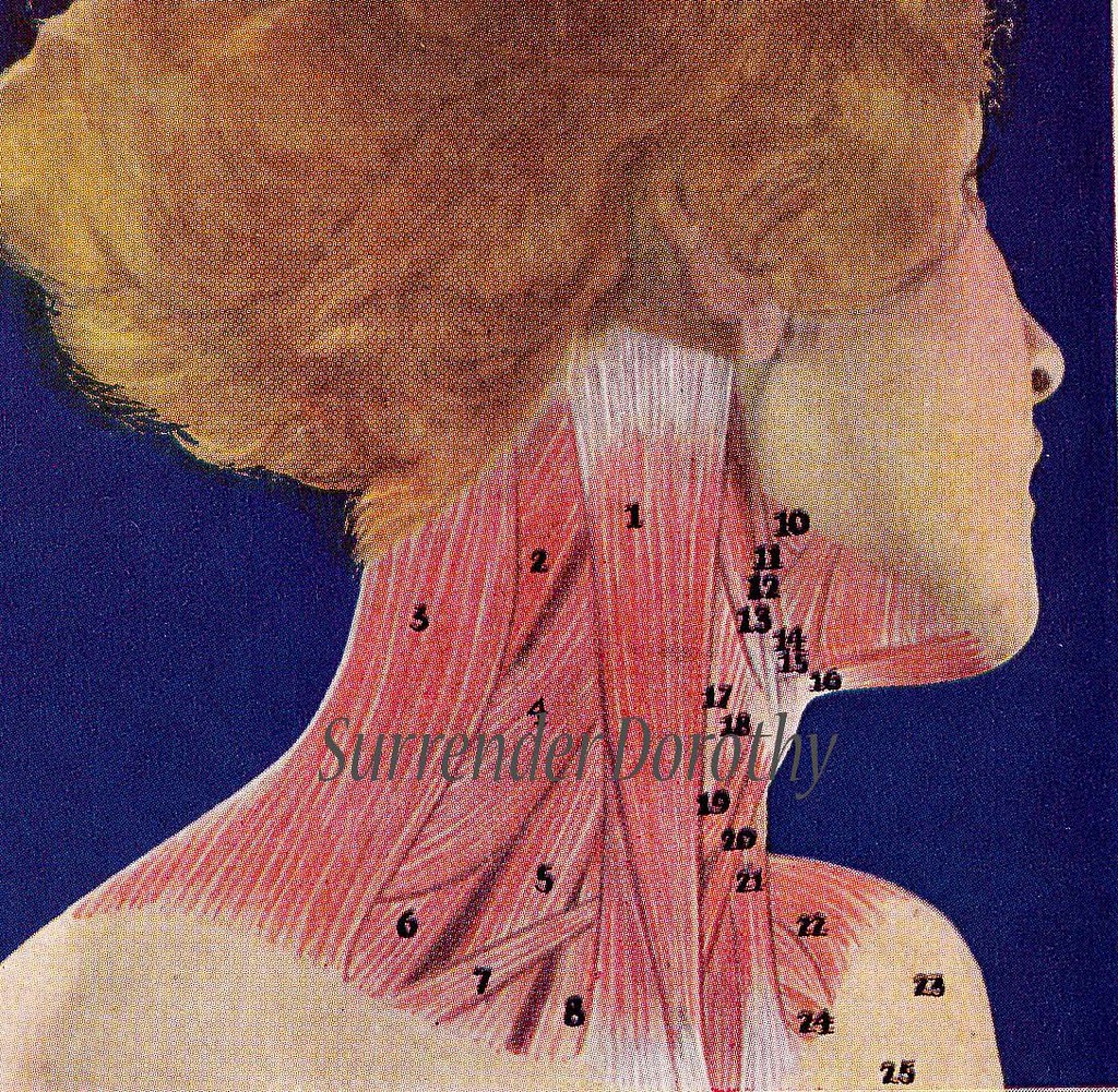 Neck Muscles Human Anatomy 1933 - a photo on Flickriver