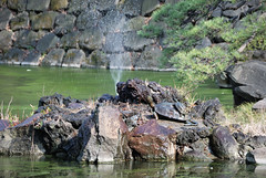 Fountain of Turtle in Hibiya Park