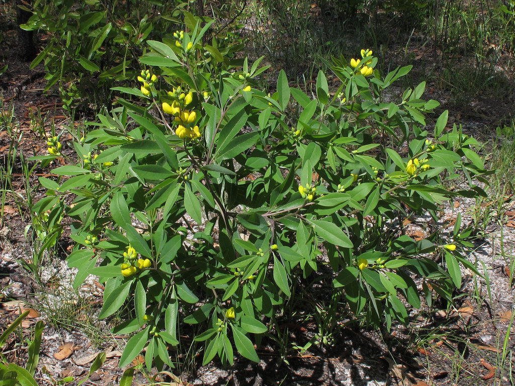 Baptisia lanceolata, near Talpodium Pond, St. Marks Nation… | Flickr