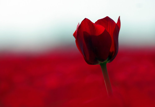 Tulip | by Luciën Reyns