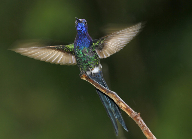 Beija-flor-tesoura (Swallow-tailed Hummingbird)