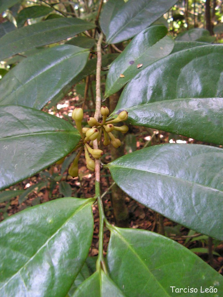 Anaxagorea dolichocarpa, mium-açu