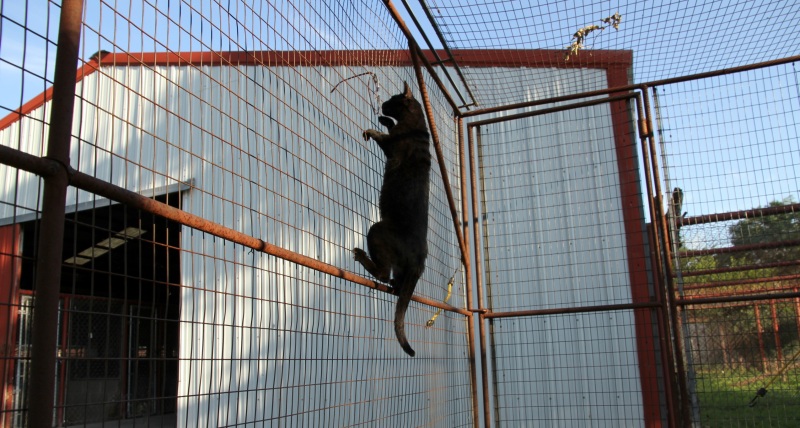 Melanistic f4 savannah cat climbing fencing