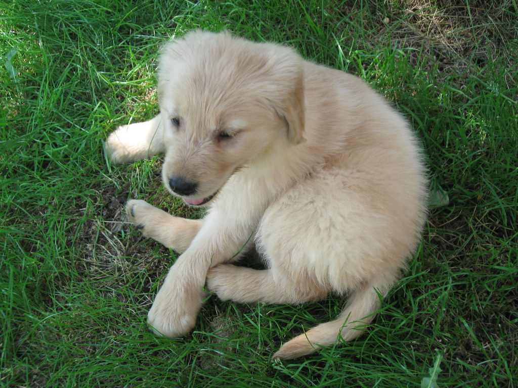 Puppy!