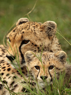 2644 Cheetah In The Grass | by Ian Yule