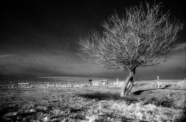 Pasture with Tree, Craig, NE, January, 1987