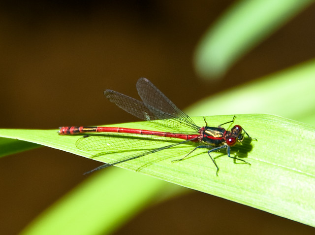 male large red damsel fly