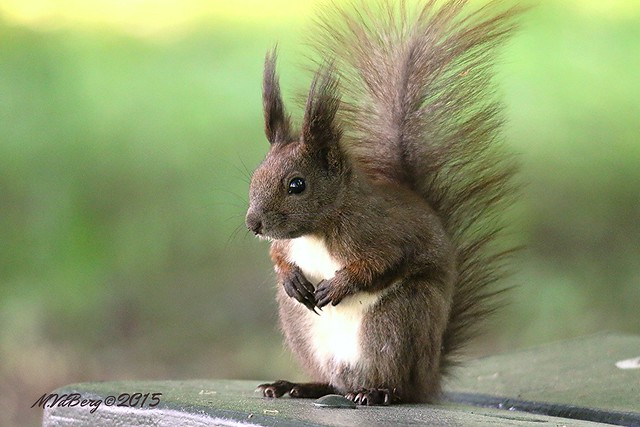 Ecureuil roux - Red Squirrel 