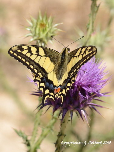 black yellow butterfly insect nikon outdoor thistle cyprus depthoffield cypriot d5100