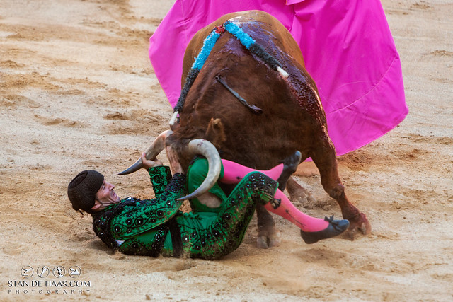 El toro bravo contra el matador
