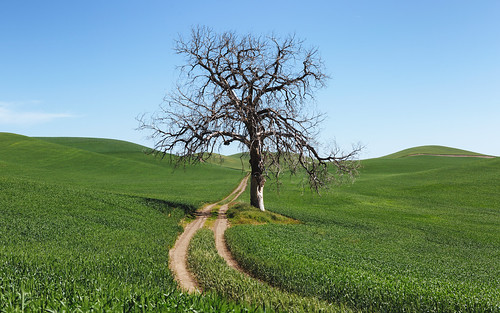tree palouse dirtroad fields rural landscape nature lonetree pacificnorthwest canoneos5dmarkiii bluesky canonef2470mmf28lusm washington wallpaper background